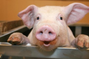 ÐÐ°ÑÑÐ¸Ð½ÐºÐ¸ Ð¿Ð¾ Ð·Ð°Ð¿ÑÐ¾ÑÑ Ô½Õ¸Õ¦