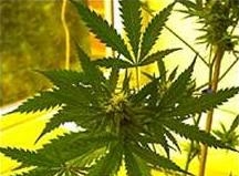 Сорос спонсирует референдум по легализации марихуаны