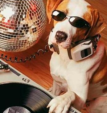 В Нью-Йорке открылся диско-клуб для собак