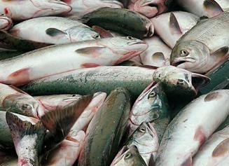 Рыбоводство как новый «жирный кусок» для монополий