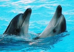 Մոտ 50 կազմակերպություններ պահանջում են չշարունակել դելֆինարիումի շինարարությունը