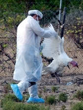Ադրբեջանում «թռչնի գրիպ» է հայտնաբերվել