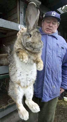 Самый большой кролик в мире