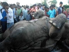 В Индии товарный поезд сбил семь слонов