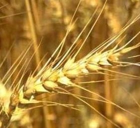 Семена обещанной пшеницы никак не доходят