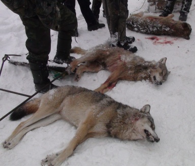 Правительство РА объявило охоту на волков  