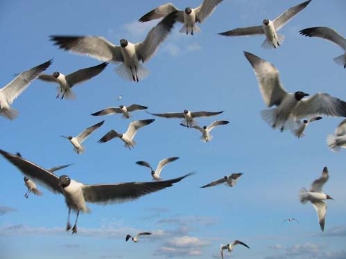 Ապրիլի 1-ը թռչունների պաշտպանության միջազգային օրն է