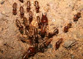 Մրջյունները կերել են հնդկական բանկում պահվող դրամները