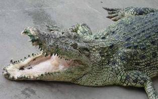 Երբ զիջում ես կոկորդիլոսին