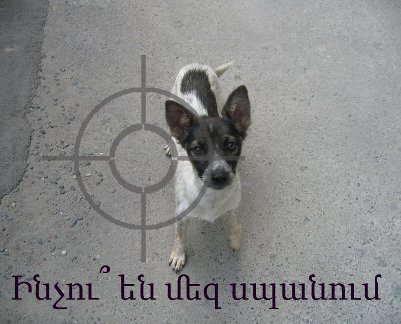 Քաղաքապետարանը շների սպանդ է սկսել