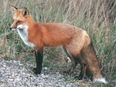В новосибирском зоопарке дикая лисица вырастила петуха