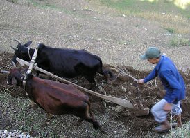 Գյուղնախարարությունը չի ցանկանում օգնել աղքատ գյուղացուն
