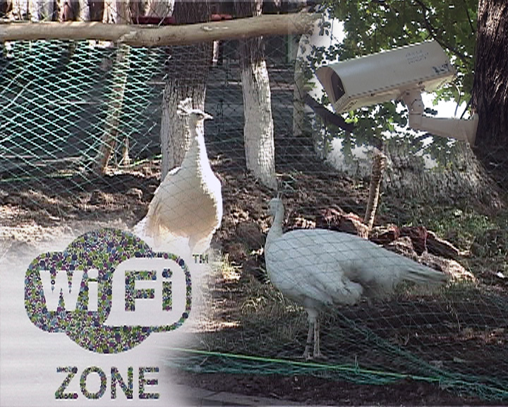 Կենդանաբանական այգու WiFi–ը կենդանիների համար կարող է վայ–վայ դառնալ
