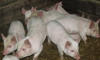 ԿԳ նախարարության շենք խոզուկներ են բաց թողել