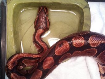 Սակրամենտոյի բնակիչը կծել է օձին