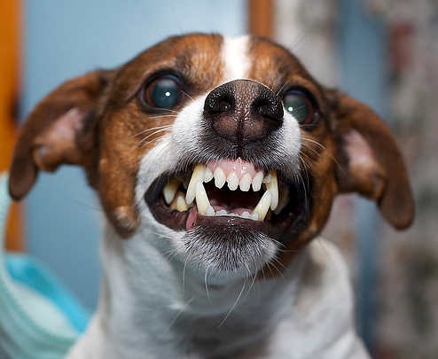 Команда «кусачих» 