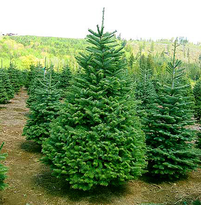 Каковы цены на срубленные ели и ели в горшках в преддверии Нового года?