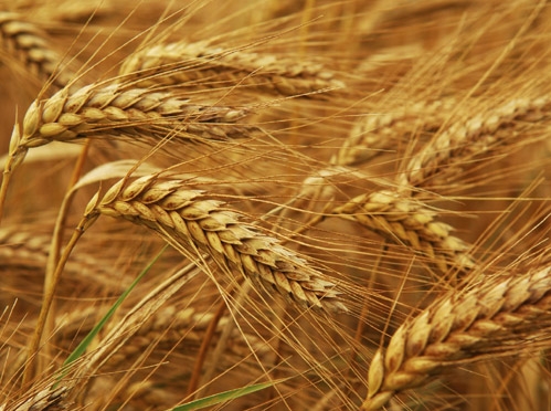 ՏՄՊՊՀ–ը ցորենի գների վերաբերյալ կանխատեսումներ չի արել
