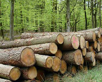 Գլխավոր անտառապետ. «Թեղուտի անտառների հատումը կատարվել է կառավարության թույլտվությամբ»