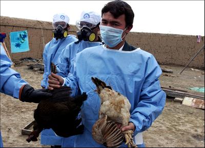 Ученые приостановили исследования вируса птичьего гриппа  