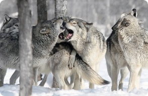 Рост популяции волков ведет к истреблению занесенных в Красную книгу животных