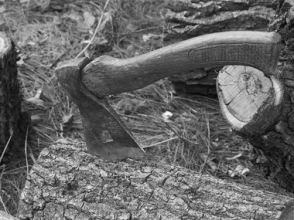 Ահազանգ հերթական կանաչ գոտու ոչնչացման վերաբերյալ