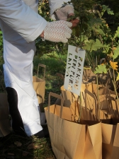 «Անվճար տնկիներ» այսօր Մաշտոցի պուրակում