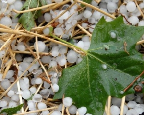 Կարկտահարություն