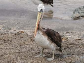 В Перу обнаружены более 500 мертвых пеликанов