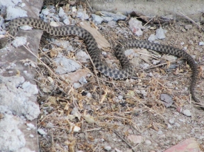 Մոտ  1,2 մ երկարությամբ օձը տեղափոխվել է անվտանգ տարածք