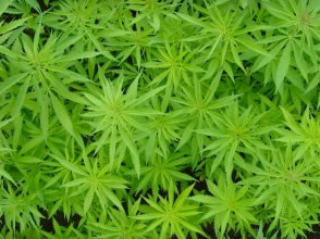 Французский министр предложила легализовать марихуану