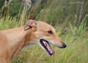 В Петербурге начался конкурс на лучший памятник взятке «Борзой щенок»