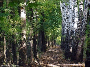 Охотничья камера «поймала» австрийского политика, занимавшегося сексом в лесу