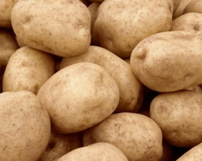 Ֆերմեր. «Գյուղերում գյուղատնտես չկա, որ գնաս խորհուրդ հարցնես»