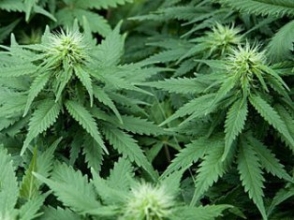 Уругвай хочет легализовать марихуану