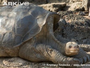Абингдонские слоновые черепахи полностью вымерли