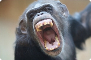 Шимпанзе напали на студента и откусили ему ухо