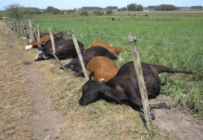 Ստեփանավանում շանթահարվել և սատկել է 23 կով