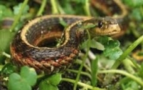 Այս տարվա 1-ին կիսամյակի ընթացքում հանրապետությունում գրանցվել է օձի խայթոցի 64 դեպք