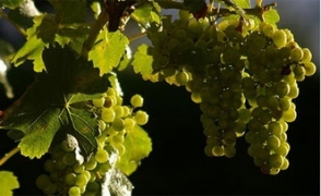 В Армении за 5-7 лет будет создано 5 тысяч гектаров садов кишмишного винограда