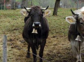 Ավստրիական քաղաքում կովերին արգելել են զանգակներով շրջել