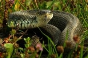 Հուլիսի 1-ից առ այսօր  հանրապետությունում գրանցվել է օձի խայթոցի 31 դեպք` 1 մահվան ելքով