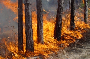 Գյուղացիական տնտեսություններին թույլատրվել է առանց սահմանափակումների անտառներից դուրս հանել այնտեղ գտնվող խոտը