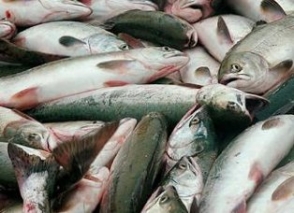Ո՞րն է հայկական ձկնամթերքը ՌԴ արտահանելու ռուսական արգելքի իրական պատճառը
