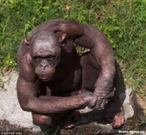 У человекообразных обезьян бывает кризис среднего возраста – ученые