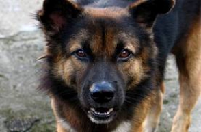 Նոր Խարբերդում կատաղած շունը հարձակվել  է բնակիչների վրա. կան տուժածներ