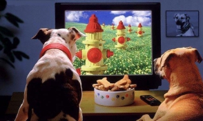 ԱՄՆ-ում և Իսրայելում շները հեռուստաալիք կունենան
