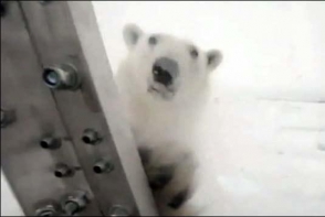 Дразнивших белого медведя репортеров оштрафовали на $10 тыс.