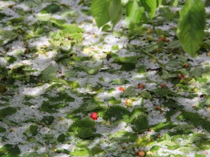 Արմավիրցի. «Կարկտահարությունից հետո առաջին լուրջ քայլը կատարեց «Բարգավաճ Հայաստան» կուսակցությունը»