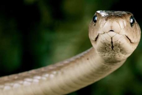Մեկ տարվա ընթացքում Երևանում 30 օձով ավելի է հայտնաբերվել